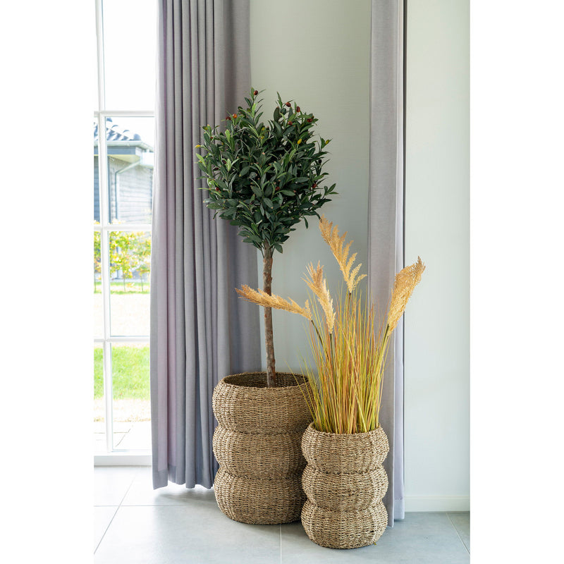 Sarbas Kurve - Kurve, søgræs, natur, sæt af 2